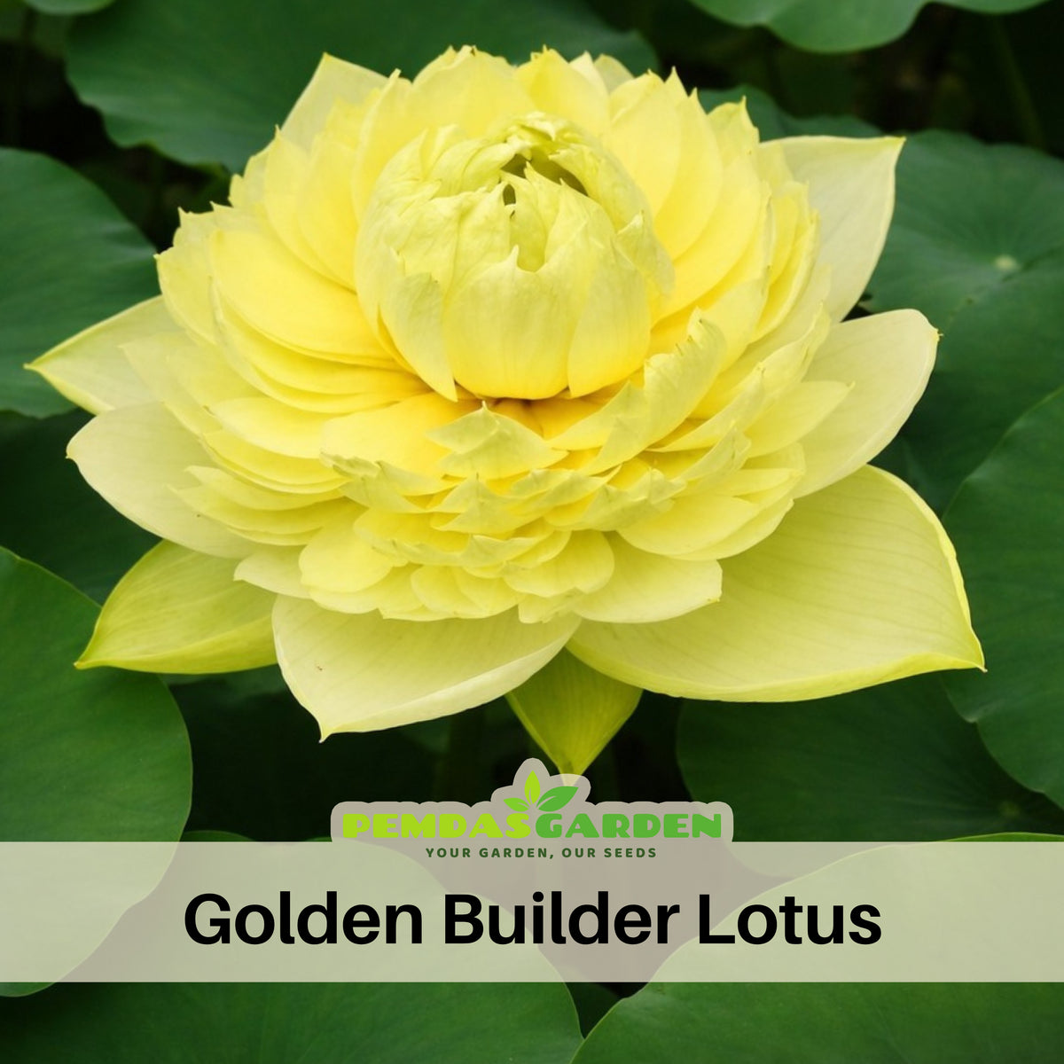 5+ Rare Seeds - Golden Builder Lotus Seeds