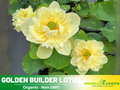5+ Rare Seeds| Golden Builder Lotus Seeds – Sacred Indian Lotus (Nelumbo nucifera), Aquatic Perennial Water Plant, Fragrant Blooms, Edible Roots & Seeds, Egyptian Lotus, Ornamental Pond & Container Gardening#Q028