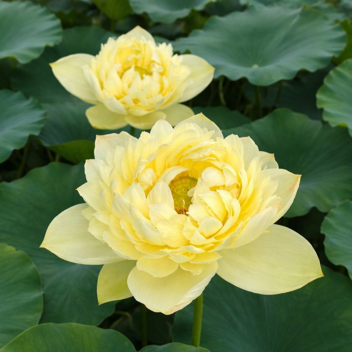 5+ Rare Seeds - Golden Builder Lotus Seeds
