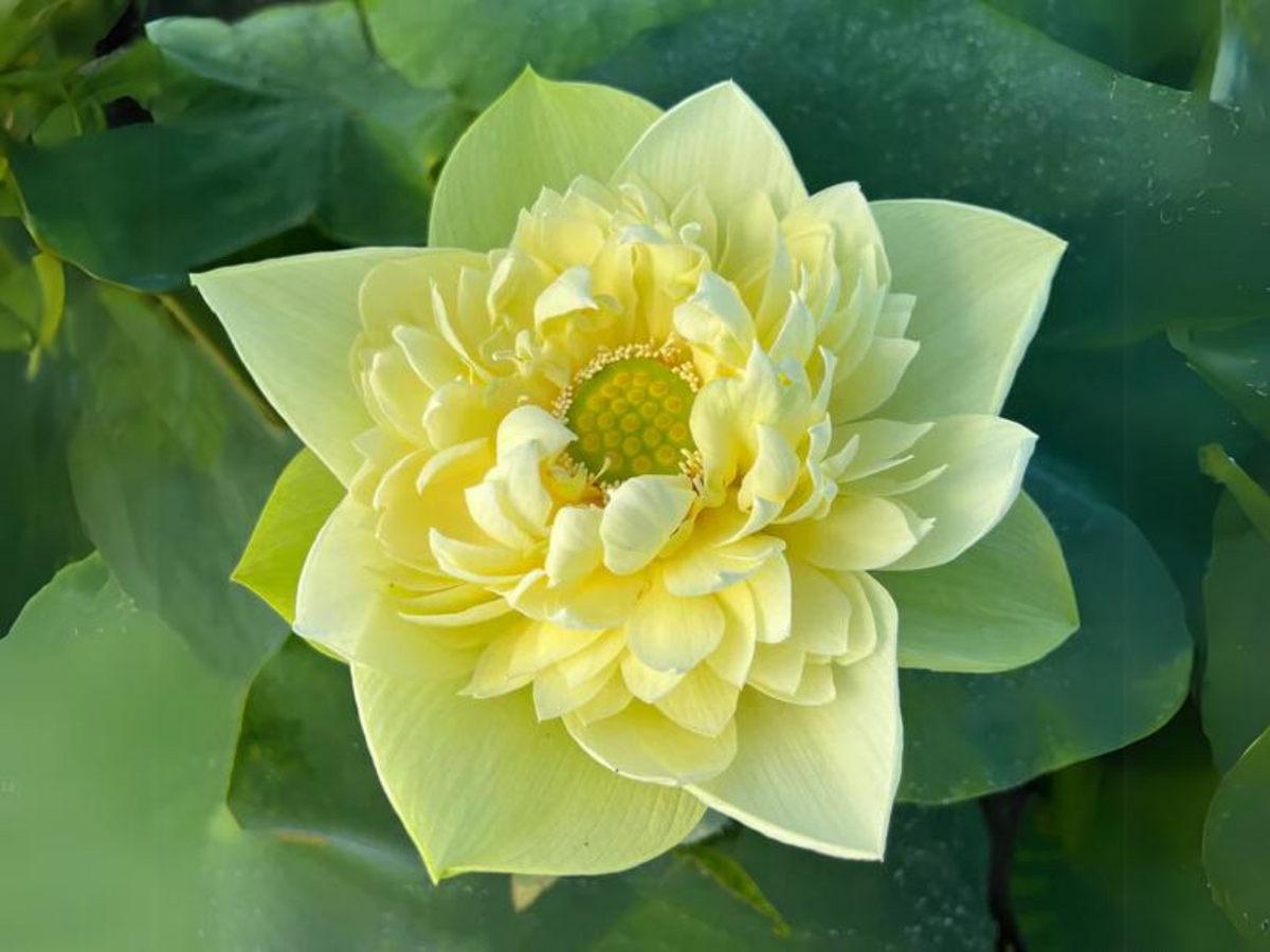 5+ Rare Seeds| Golden Builder Lotus Seeds - Indian Lotus (Nelumbo nucifera) Seeds #Q028