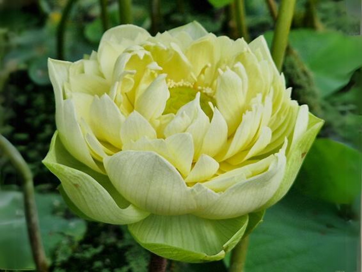 5+ Rare Seeds| Golden Builder Lotus Seeds - Indian Lotus (Nelumbo nucifera) Seeds #Q028