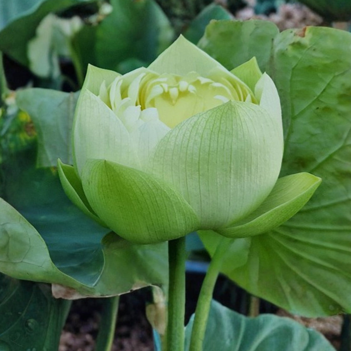 5+ Rare Seeds - Golden Builder Lotus Seeds