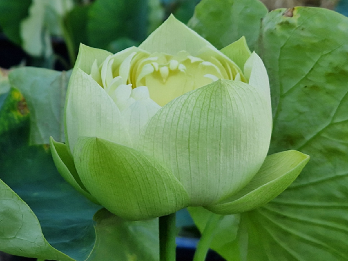 5+ Rare Seeds| Golden Builder Lotus Seeds - Indian Lotus (Nelumbo nucifera) Seeds #Q028