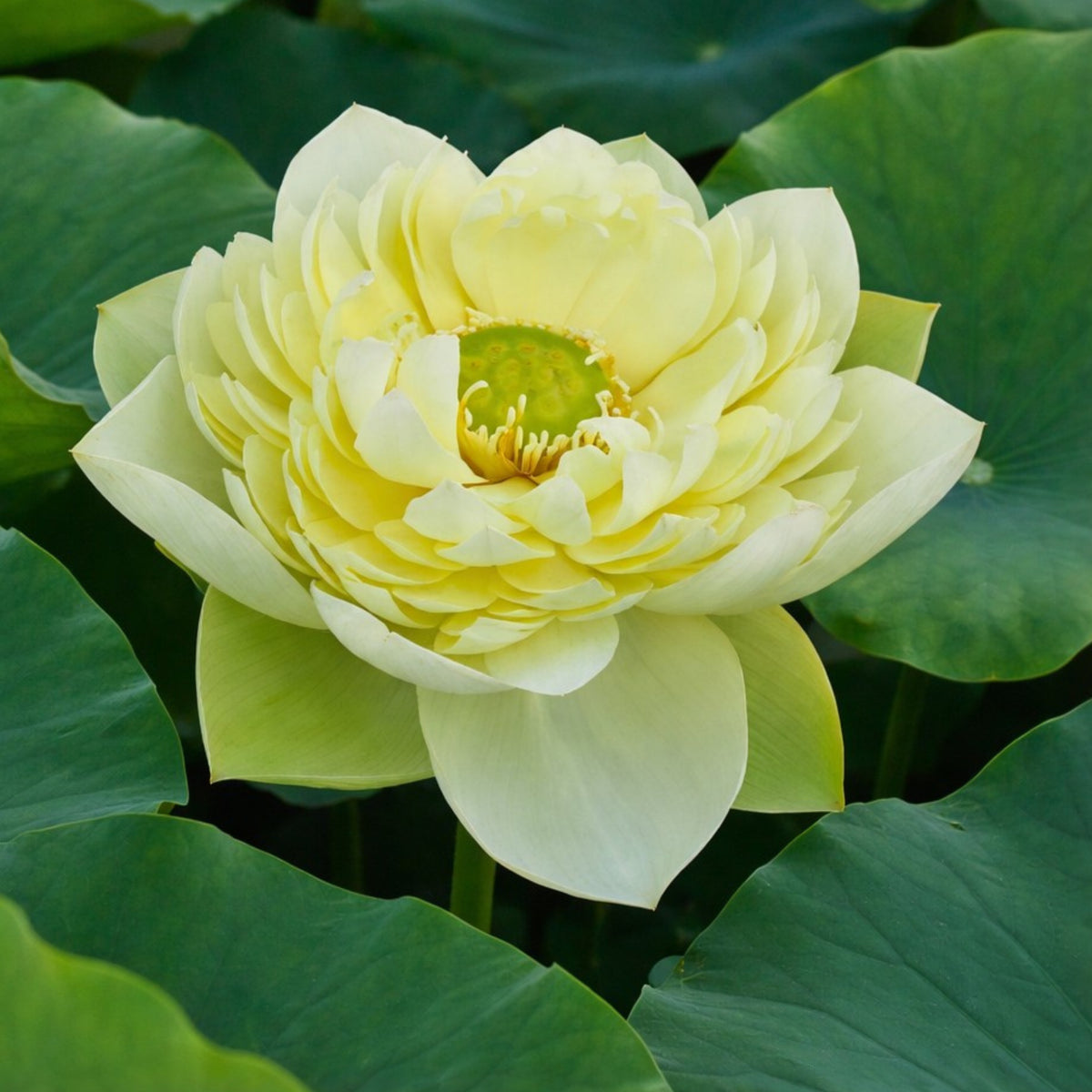 5+ Rare Seeds - Golden Builder Lotus Seeds