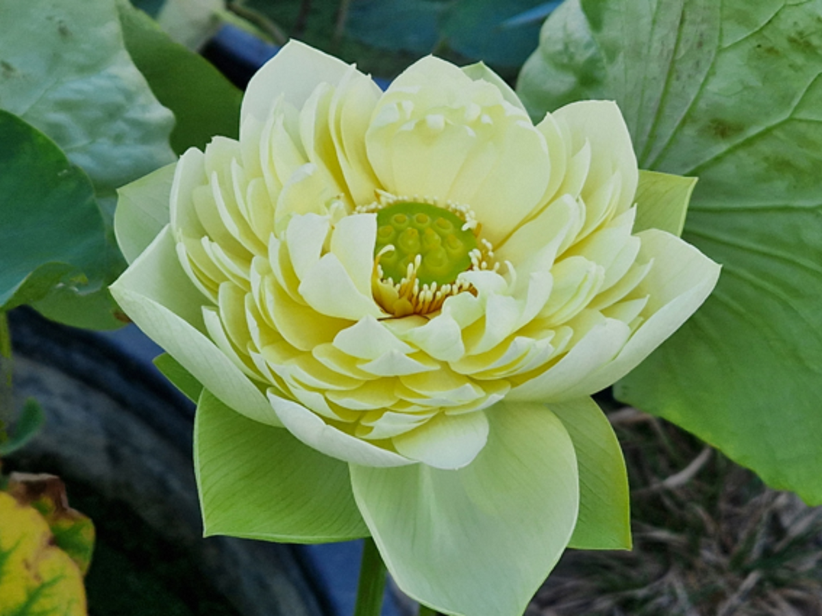 5+ Rare Seeds| Golden Builder Lotus Seeds - Indian Lotus (Nelumbo nucifera) Seeds #Q028