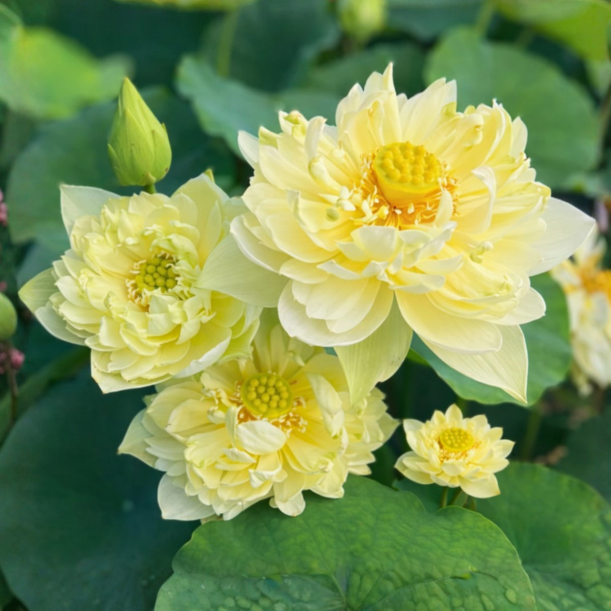 5+ Rare Seeds - Golden Builder Lotus Seeds