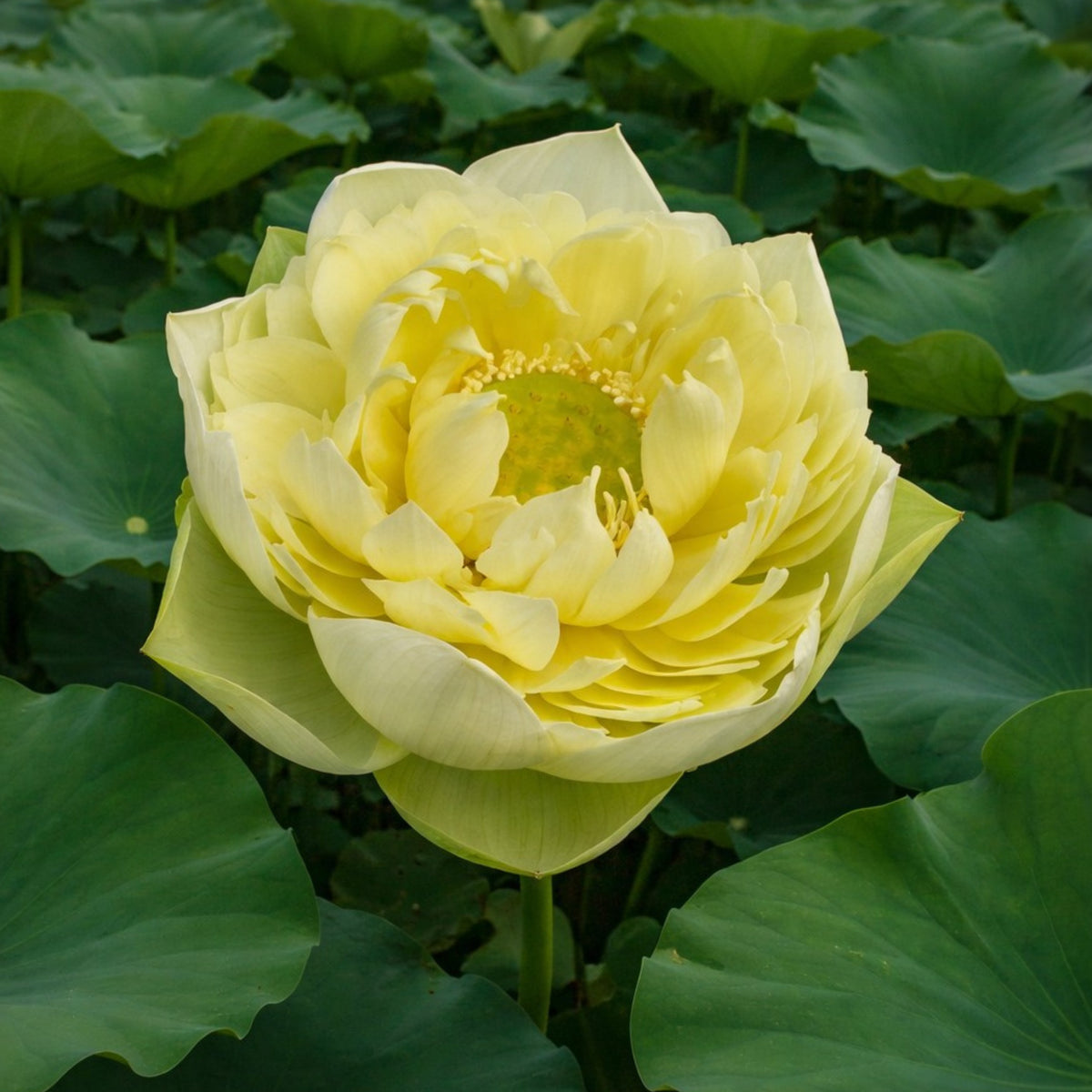 5+ Rare Seeds - Golden Builder Lotus Seeds