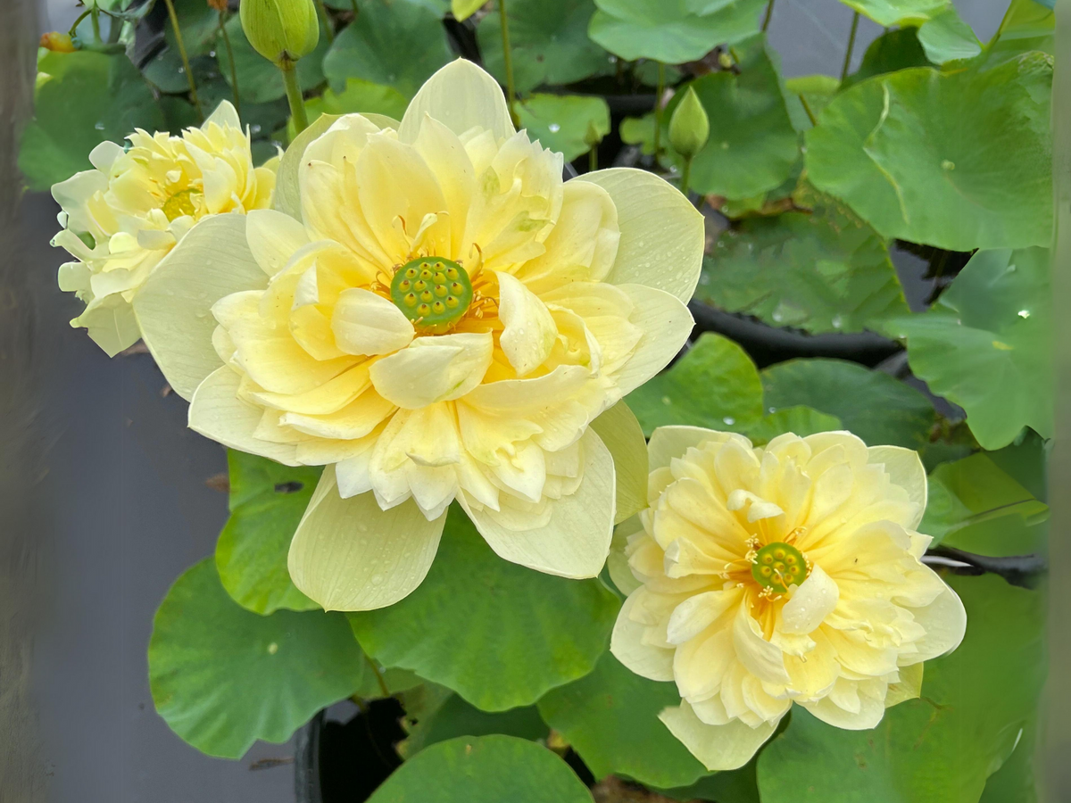 5+ Rare Seeds| Golden Builder Lotus Seeds - Indian Lotus (Nelumbo nucifera) Seeds #Q028