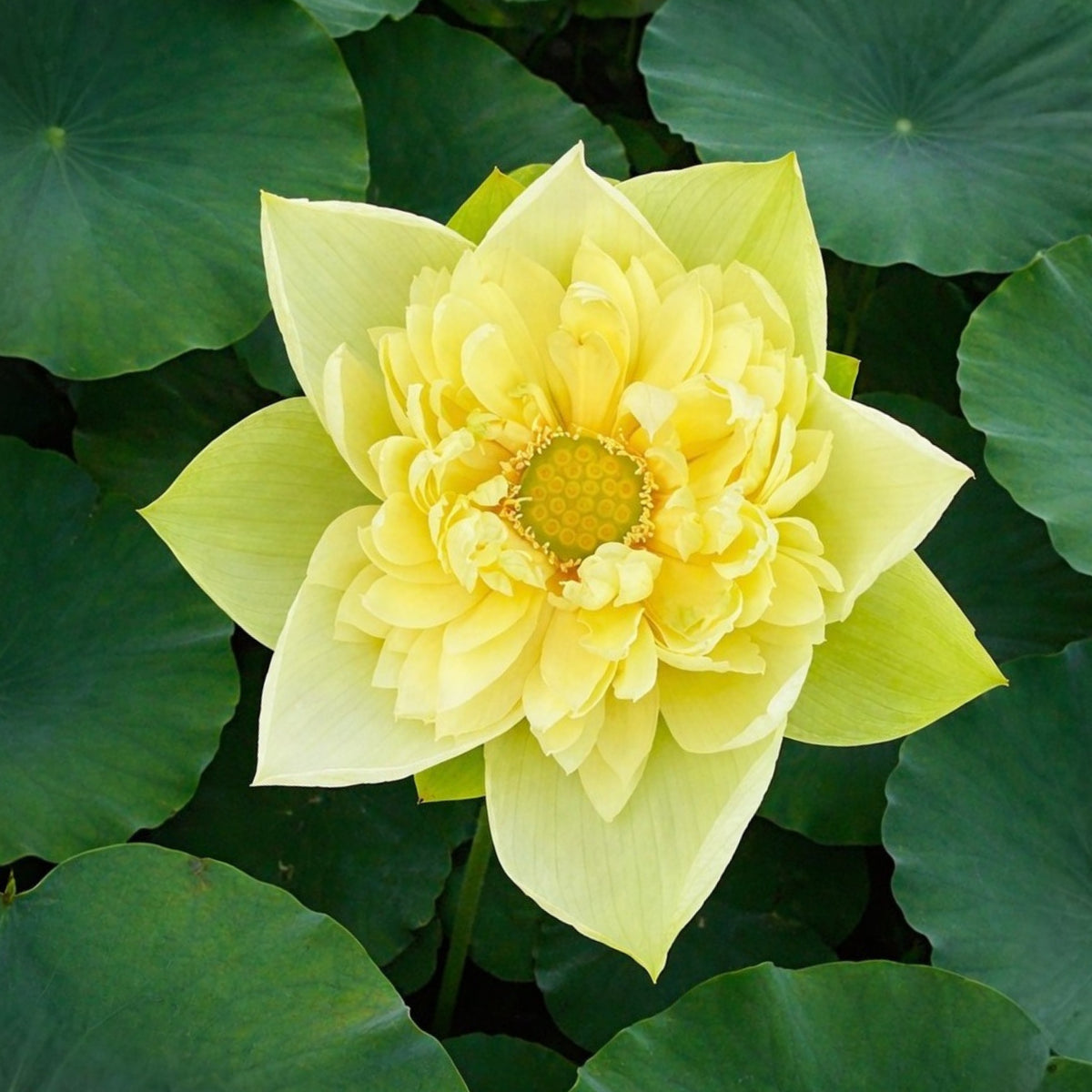 5+ Rare Seeds - Golden Builder Lotus Seeds
