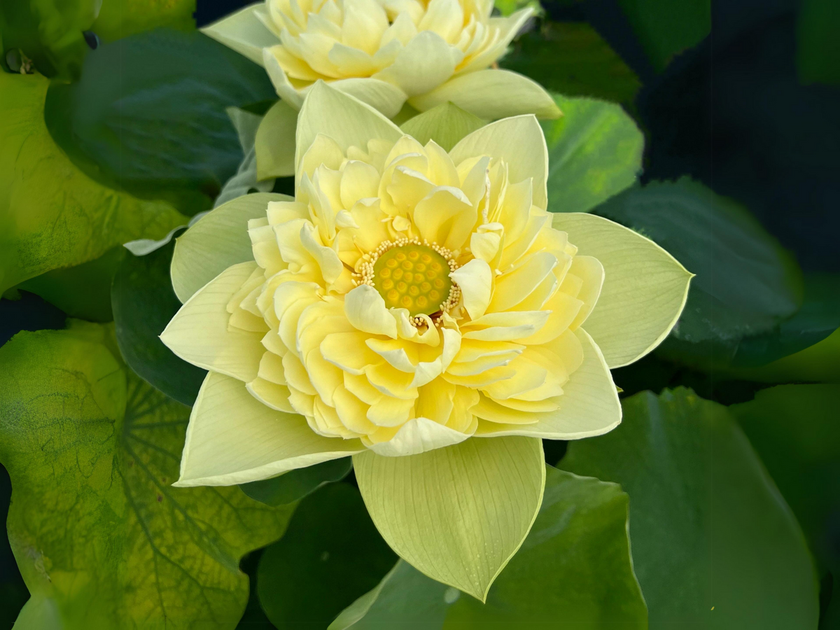 5+ Rare Seeds| Golden Builder Lotus Seeds - Indian Lotus (Nelumbo nucifera) Seeds #Q028