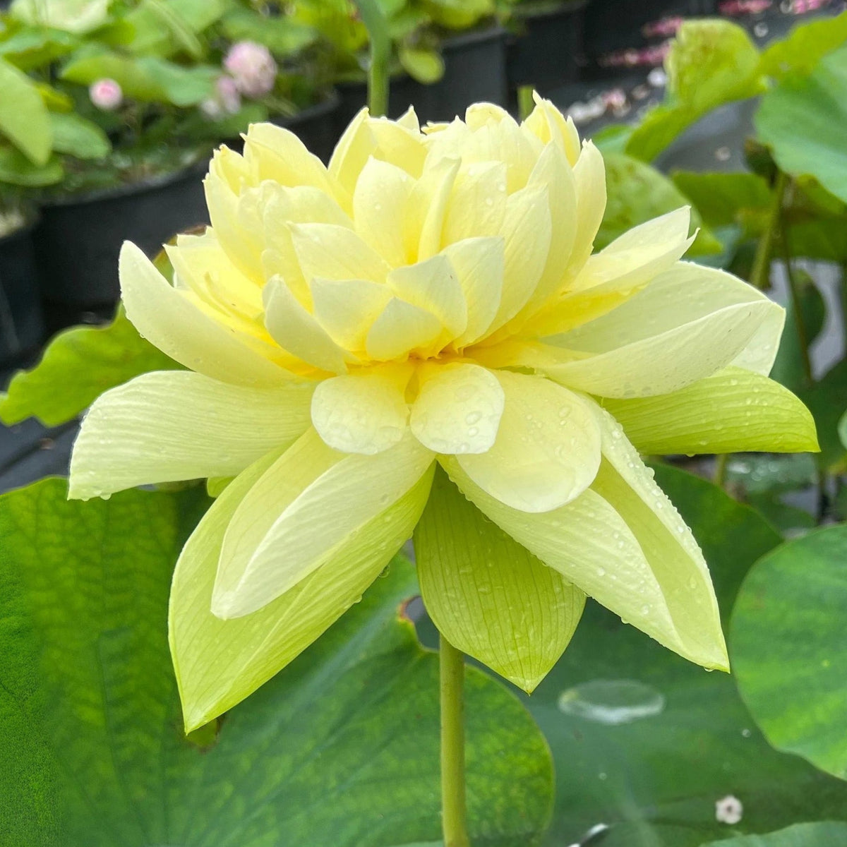 5+ Rare Seeds - Golden Builder Lotus Seeds