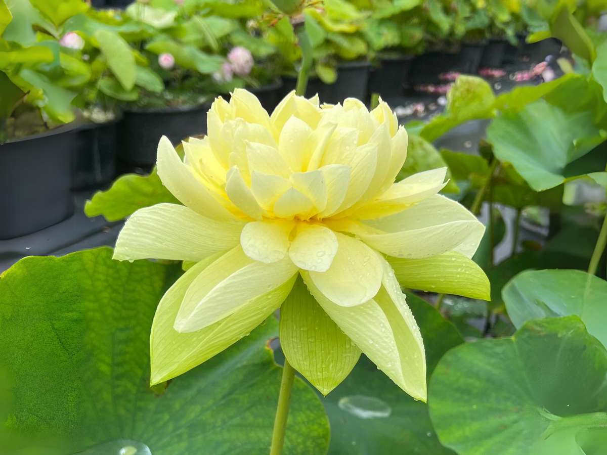 5+ Rare Seeds| Golden Builder Lotus Seeds - Indian Lotus (Nelumbo nucifera) Seeds #Q028