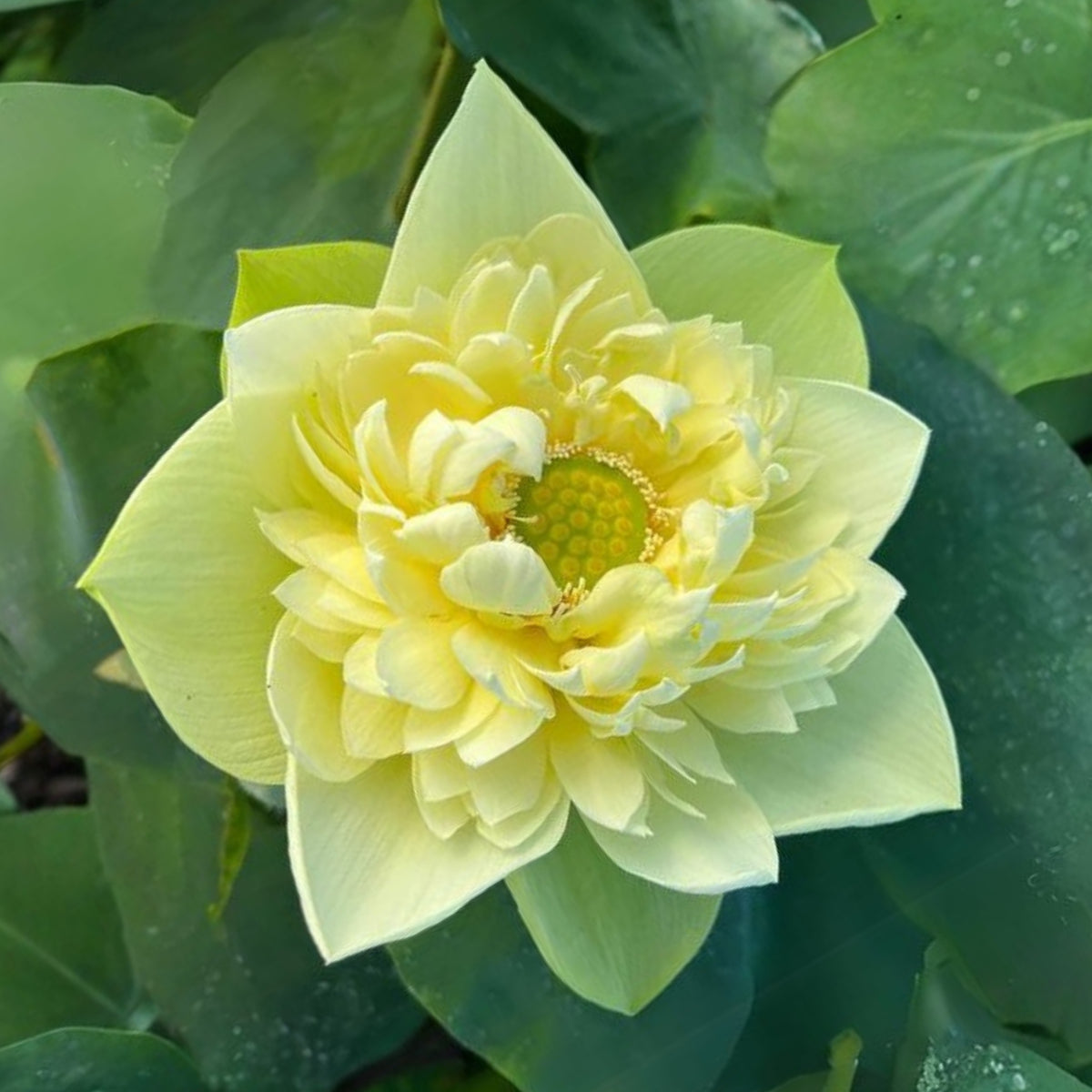 5+ Rare Seeds - Golden Builder Lotus Seeds