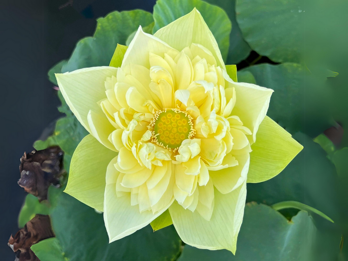 5+ Rare Seeds| Golden Builder Lotus Seeds - Indian Lotus (Nelumbo nucifera) Seeds #Q028