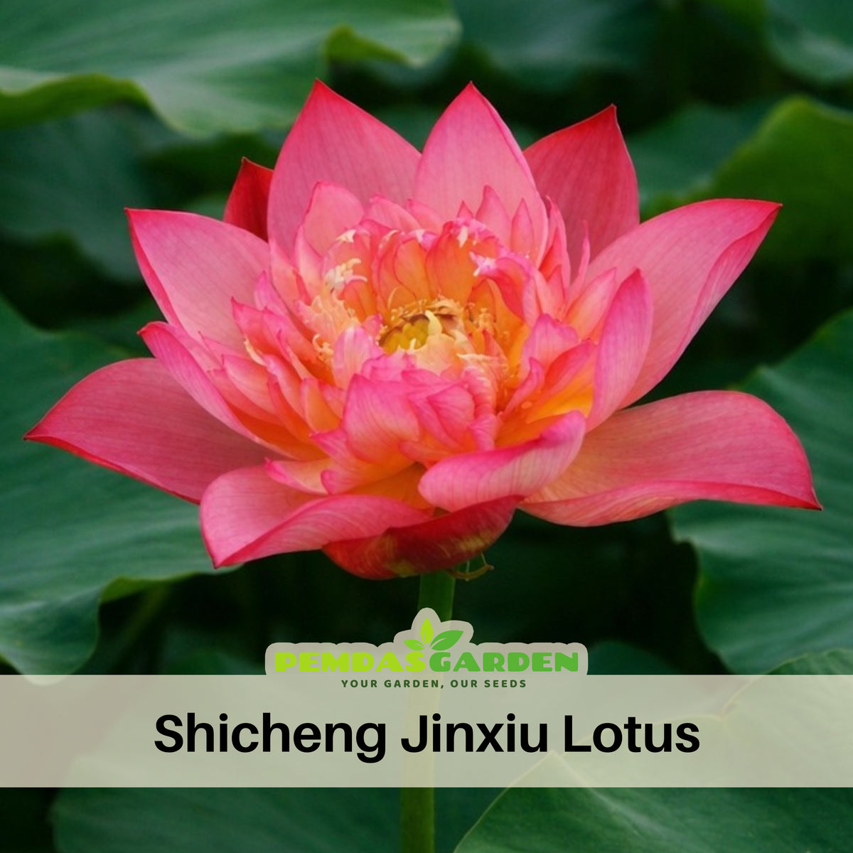 5+ Rare Seeds - Shicheng Jinxiu Lotus Seeds, Water Plant Seeds
