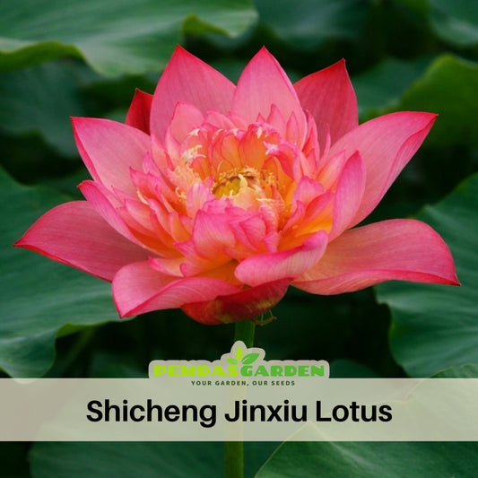 5+ Rare Seeds - Shicheng Jinxiu Lotus Seeds, Water Plant Seeds