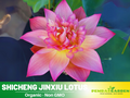 5+ Rare Seeds| Shicheng Jinxiu Lotus Seeds - Indian Lotus (Nelumbo nucifera) Seeds - Water Plant Seeds- Bean of India- Egyptian Lotus - Aquatic perennial- Fragrant flowers - Ornamental Pond & Container Plant#Q029