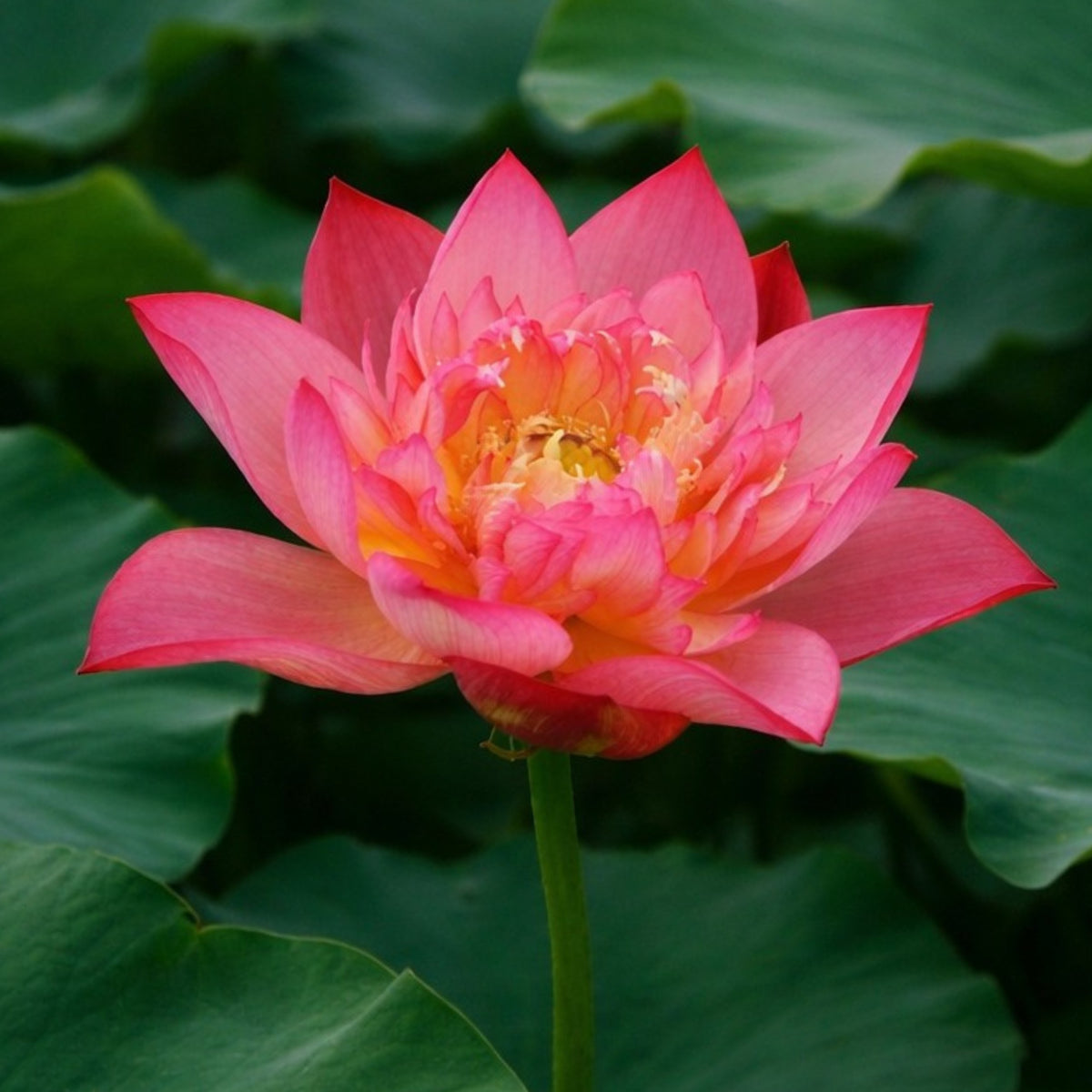 5+ Rare Seeds - Shicheng Jinxiu Lotus Seeds, Water Plant Seeds
