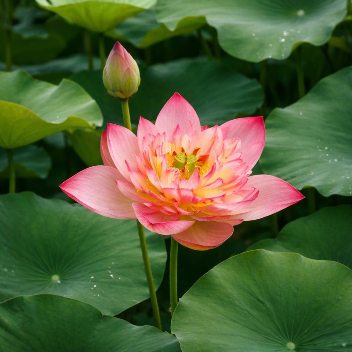 5+ Rare Seeds - Shicheng Jinxiu Lotus Seeds, Water Plant Seeds