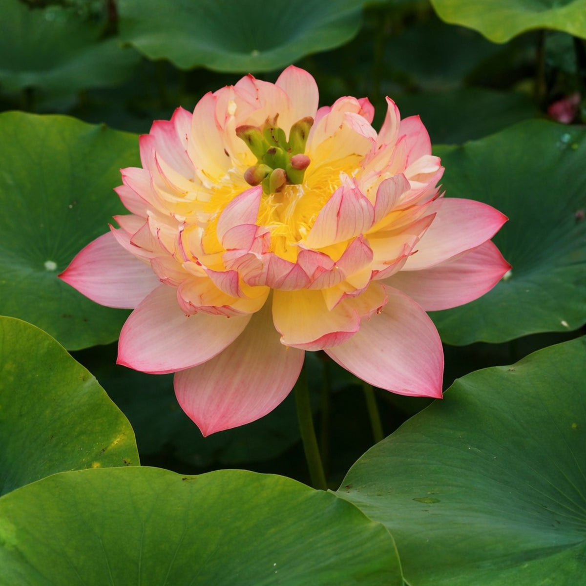 5+ Rare Seeds - Shicheng Jinxiu Lotus Seeds, Water Plant Seeds