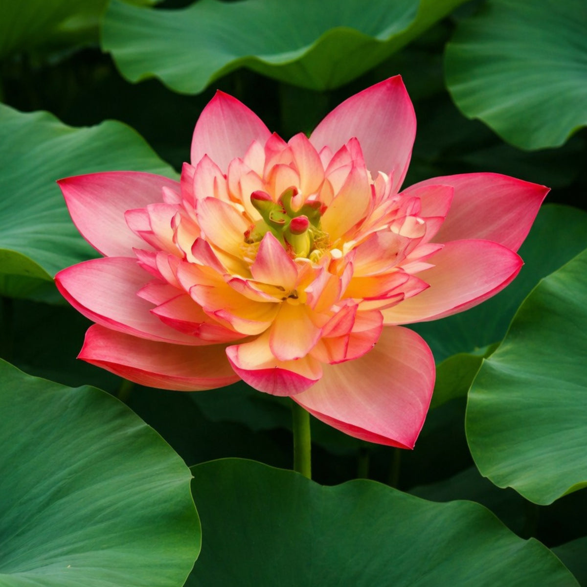 5+ Rare Seeds - Shicheng Jinxiu Lotus Seeds, Water Plant Seeds