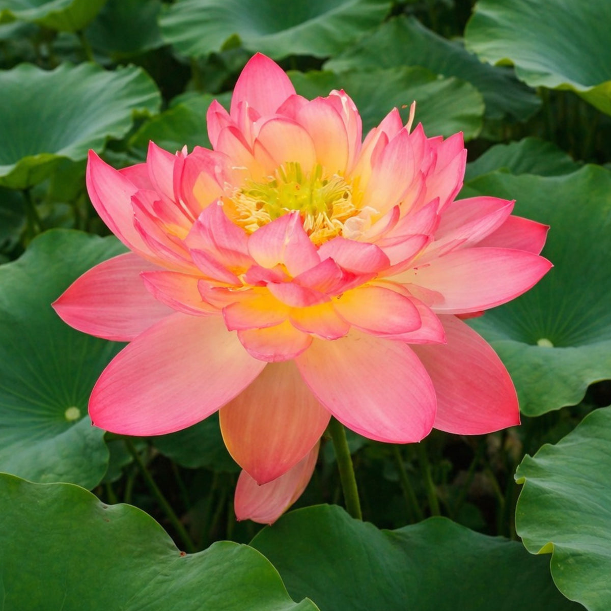 5+ Rare Seeds - Shicheng Jinxiu Lotus Seeds, Water Plant Seeds
