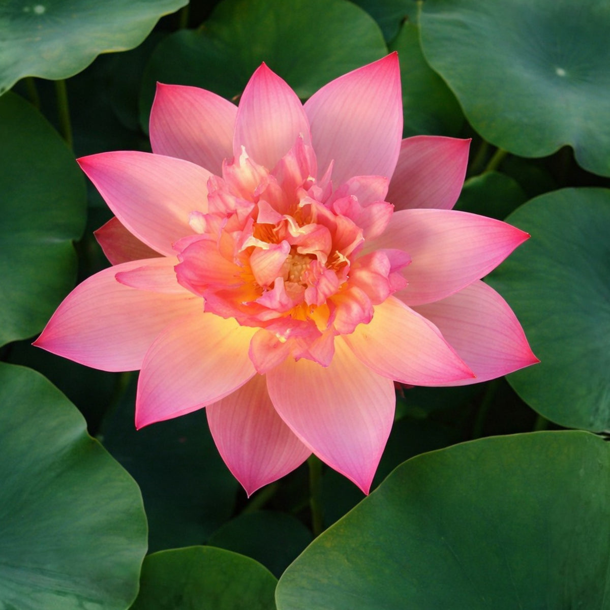 5+ Rare Seeds - Shicheng Jinxiu Lotus Seeds, Water Plant Seeds