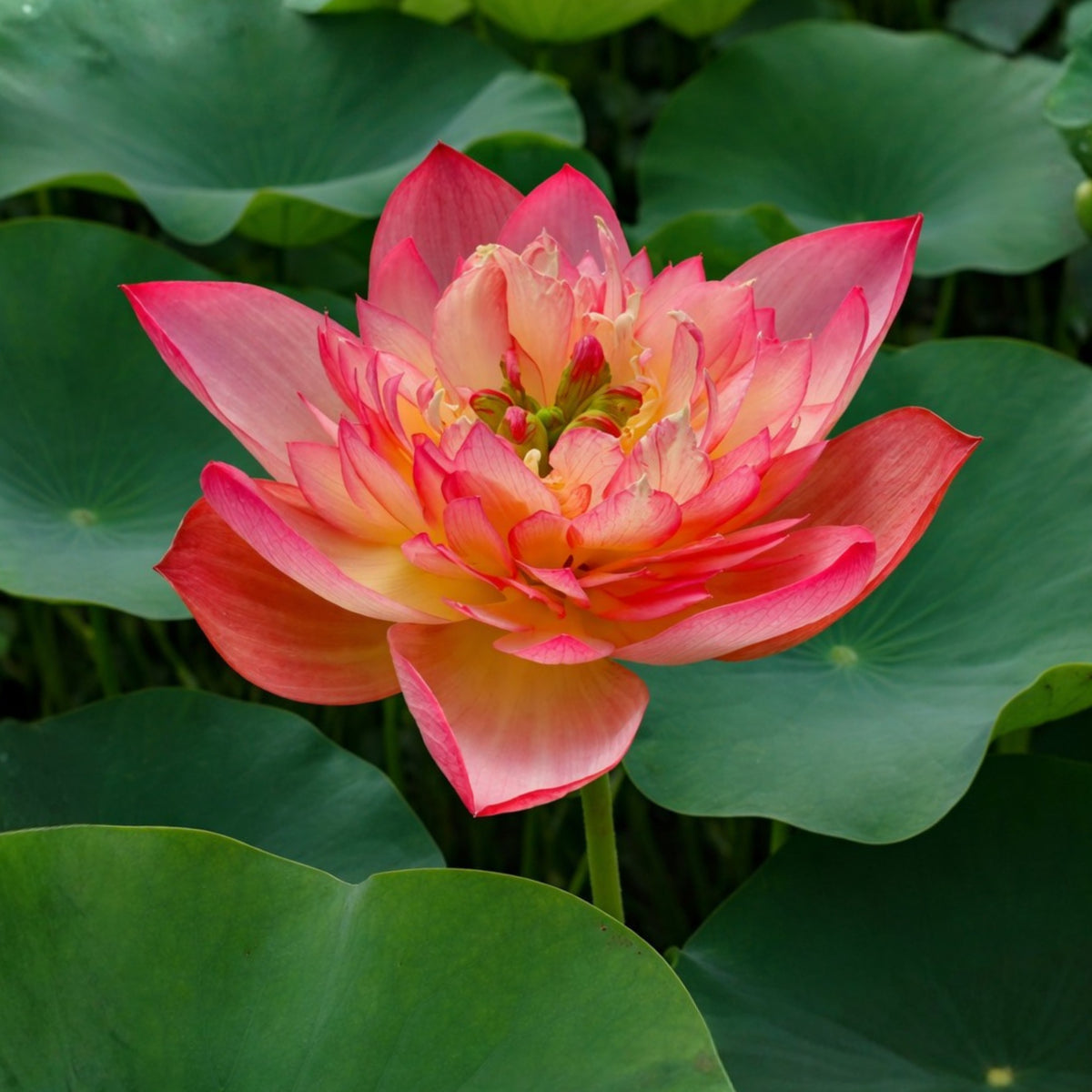 5+ Rare Seeds - Shicheng Jinxiu Lotus Seeds, Water Plant Seeds