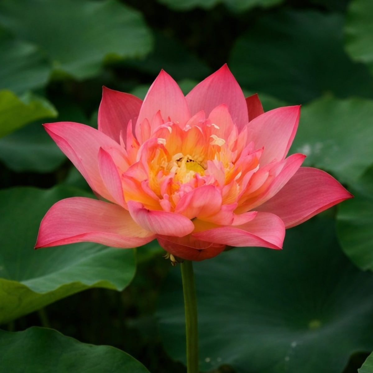 5+ Rare Seeds - Shicheng Jinxiu Lotus Seeds, Water Plant Seeds
