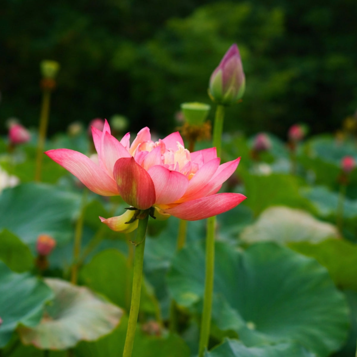 5+ Rare Seeds - Shicheng Jinxiu Lotus Seeds, Water Plant Seeds