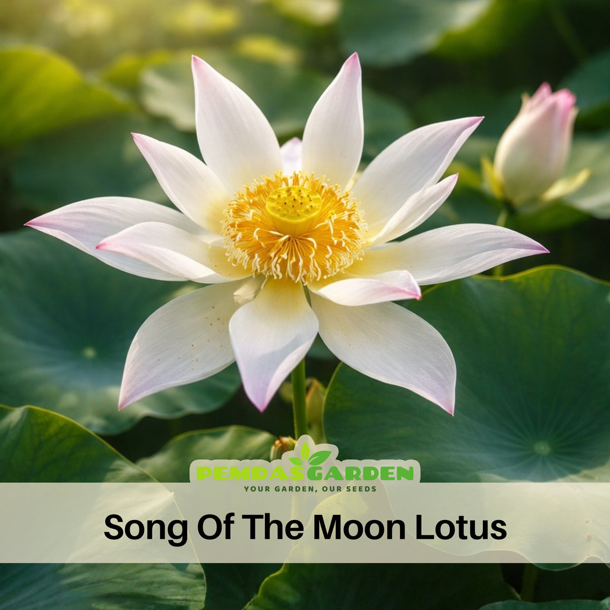 5+ Rare Seeds - Song of the Moon Lotus Seeds, Water Plant Seeds