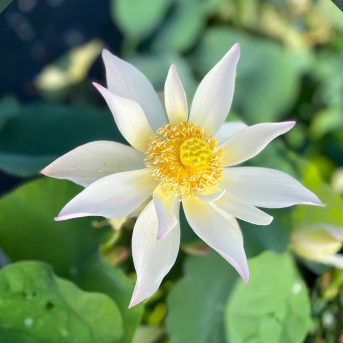 5+ Rare Seeds - Song of the Moon Lotus Seeds, Water Plant Seeds