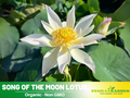5+ Rare Seeds| Song Of The Moon Lotus Seeds - Indian Lotus (Nelumbo nucifera) Seeds - Water Plant Seeds- Bean of India- Egyptian Lotus - Aquatic perennial- Fragrant flowers - Ornamental Pond & Container Plant#Q030