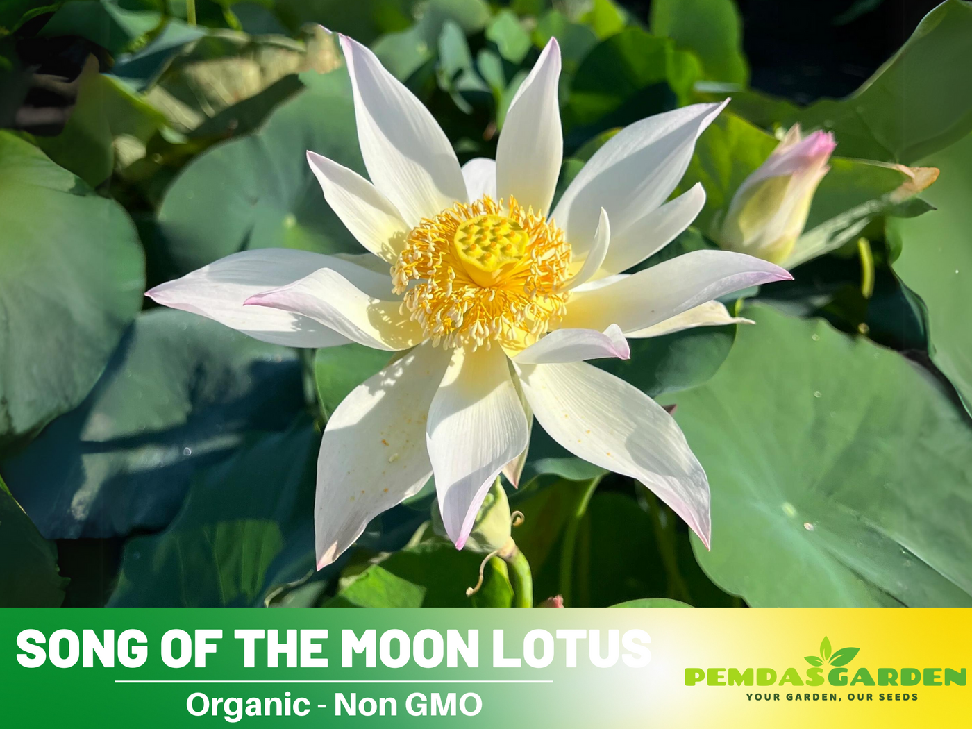 moon plants seeds 5+ Rare Seeds| Song Of The Moon Lotus Seeds