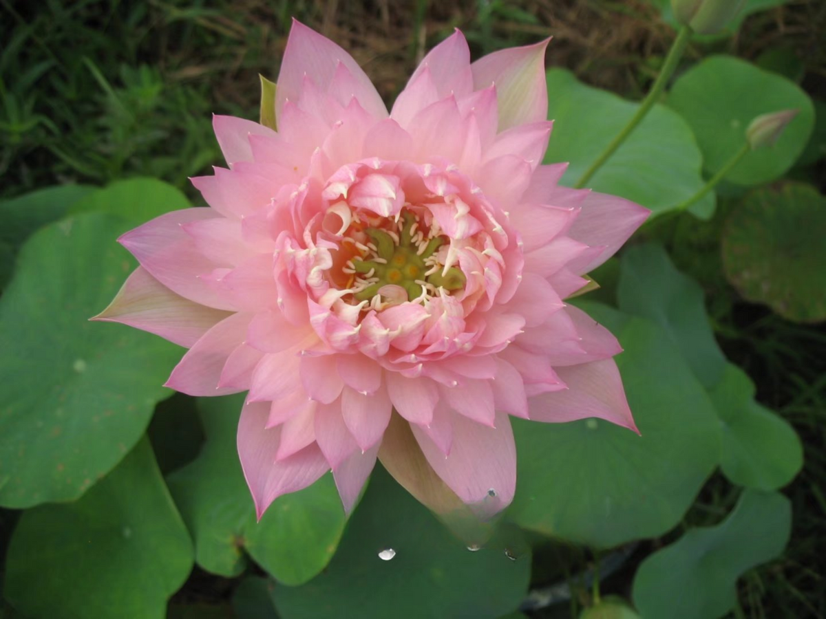 5+ Rare Seeds| Feathered Skirt Lotus Seeds - Indian Lotus (Nelumbo nucifera) Seeds #Q031