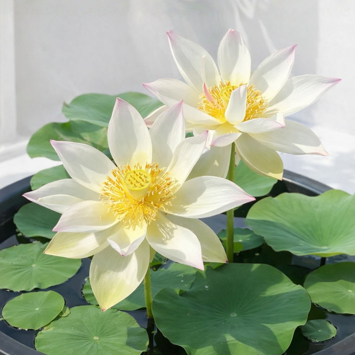 5+ Rare Seeds - Song of the Moon Lotus Seeds, Water Plant Seeds