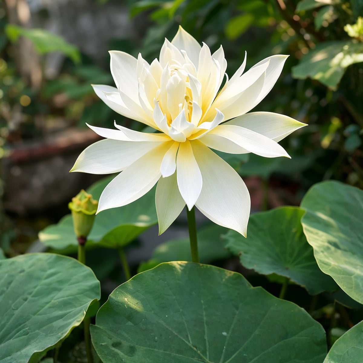 5+ Rare Seeds - Song of the Moon Lotus Seeds, Water Plant Seeds
