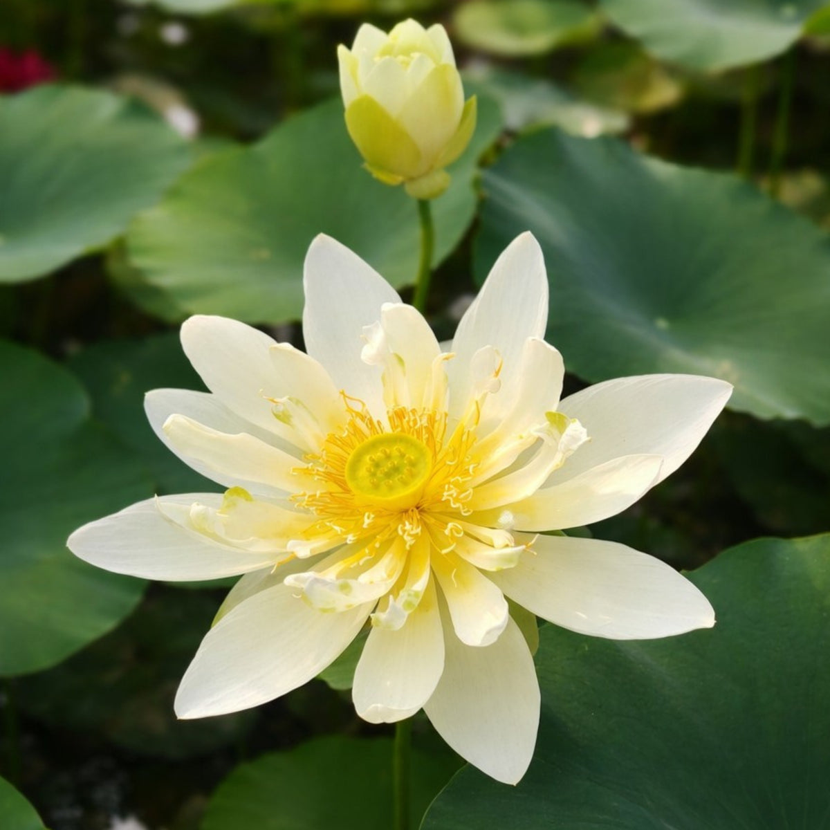 5+ Rare Seeds - Song of the Moon Lotus Seeds, Water Plant Seeds
