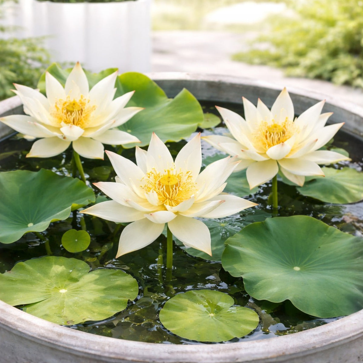 5+ Rare Seeds - Song of the Moon Lotus Seeds, Water Plant Seeds