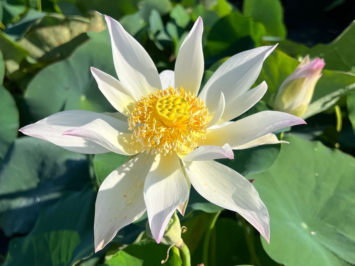 5+ Rare Seeds| Song Of The Moon Lotus Seeds - Indian Lotus (Nelumbo nucifera) Seeds #Q030