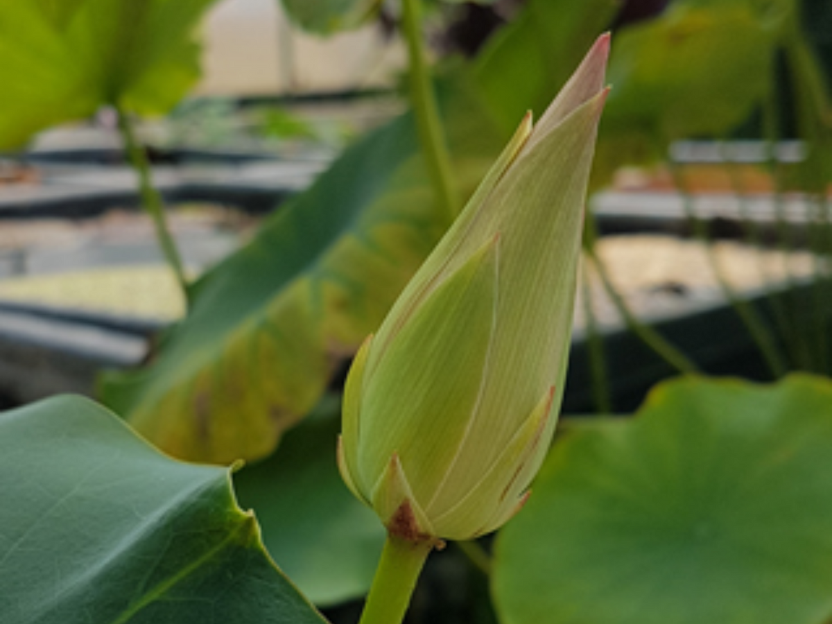 5+ Rare Seeds| Song Of The Moon Lotus Seeds - Indian Lotus (Nelumbo nucifera) Seeds #Q030