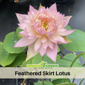 5+ Rare Seeds| Feathered Skirt Lotus Seeds - Indian Lotus (Nelumbo nucifera) Seeds– Indian Lotus (Nelumbo nucifera), Sacred Aquatic Perennial with Fragrant Flowers, Edible Seeds & Roots, Ornamental Pond & Container Plant #Q031