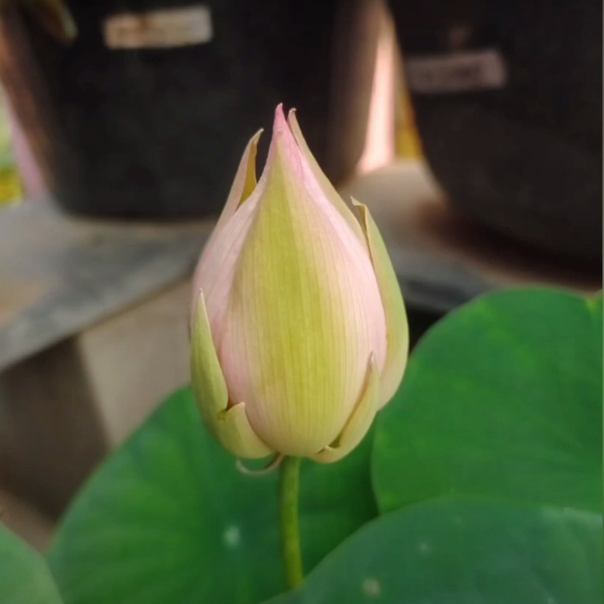 5+ Rare Seeds - Feathered Skirt Lotus Seeds, Edible Seeds & Roots