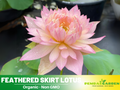 5+ Rare Seeds| Feathered Skirt Lotus Seeds - Indian Lotus (Nelumbo nucifera) Seeds– Indian Lotus (Nelumbo nucifera), Sacred Aquatic Perennial with Fragrant Flowers, Edible Seeds & Roots, Ornamental Pond & Container Plant #Q031