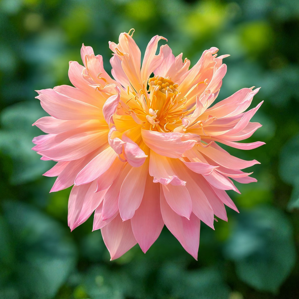 5+ Rare Seeds - Feathered Skirt Lotus Seeds, Edible Seeds & Roots