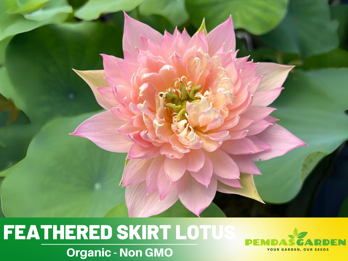5+ Rare Seeds| Feathered Skirt Lotus Seeds - Indian Lotus (Nelumbo nucifera) Seeds #Q031