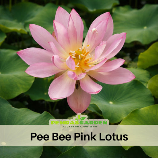 5+ Rare Seeds-Pee Bee Pink Lotus Seeds - Water Plant Seeds