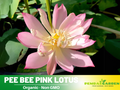 5+ Rare Seeds|Pee Bee Pink Lotus Seeds - Indian Lotus (Nelumbo nucifera) Seeds- Water Plant Seeds- Bean of India- Egyptian Lotus - Aquatic perennial- Fragrant flowers - Ornamental Pond & Container Plant #Q032