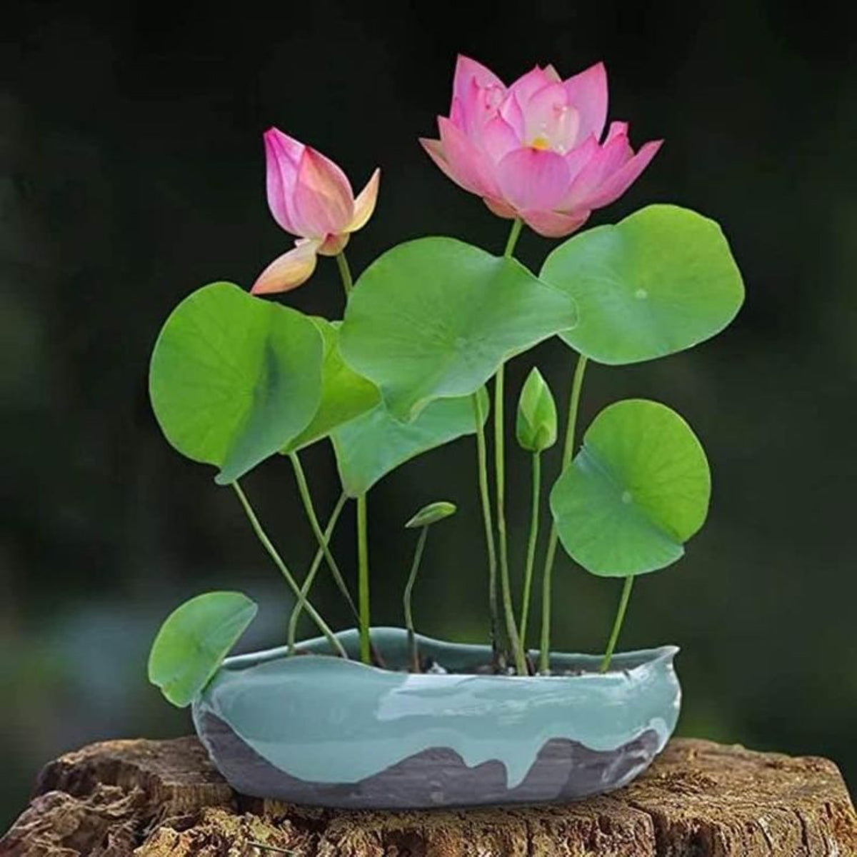 5+ Rare Seeds-Pee Bee Pink Lotus Seeds - Water Plant Seeds