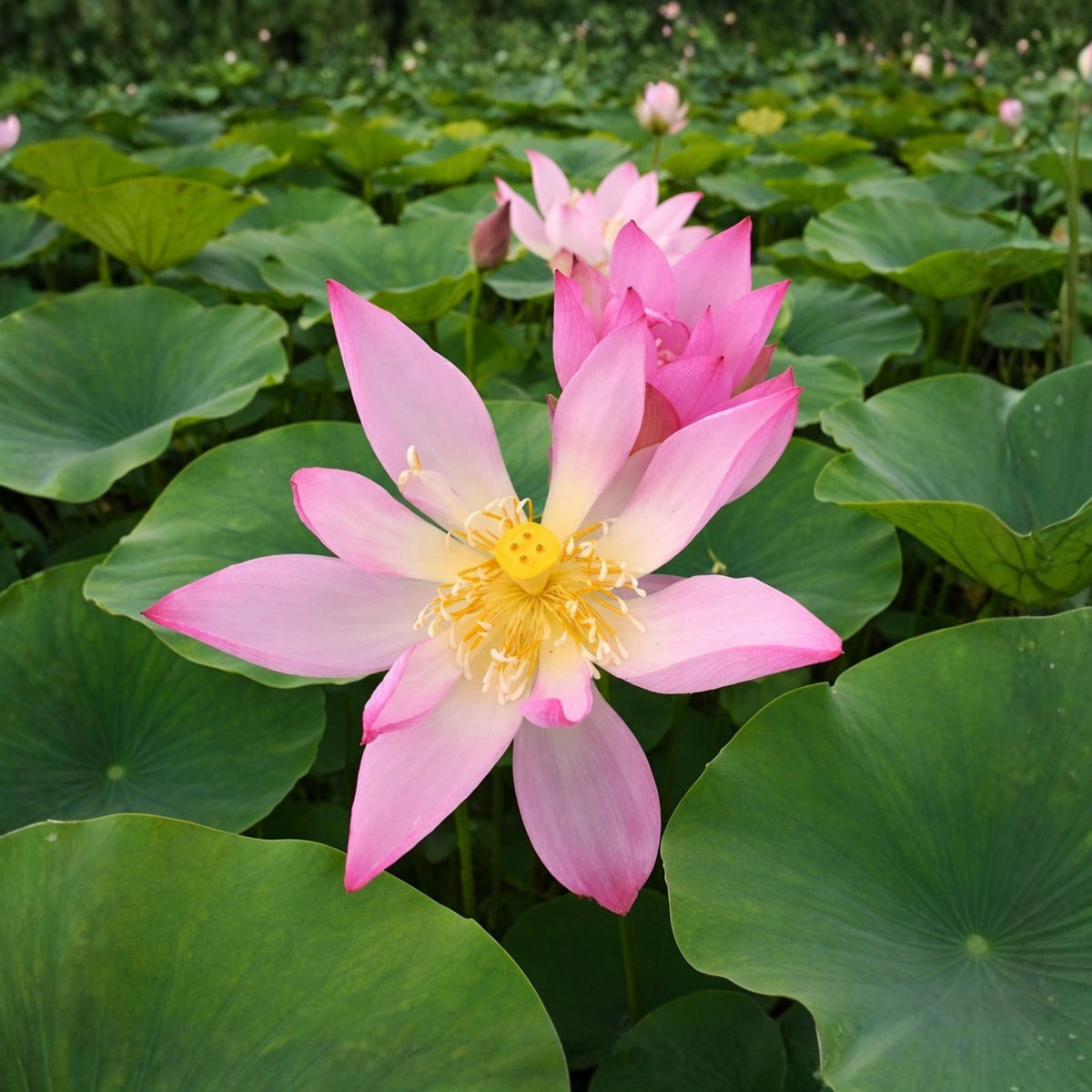 5+ Rare Seeds-Pee Bee Pink Lotus Seeds - Water Plant Seeds